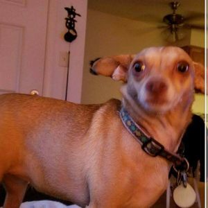 Meet your Posher, Richard